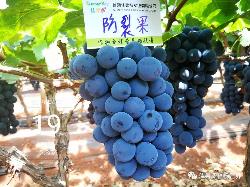 要想葡萄甜又大，就施高鉀甜蜜蜜！